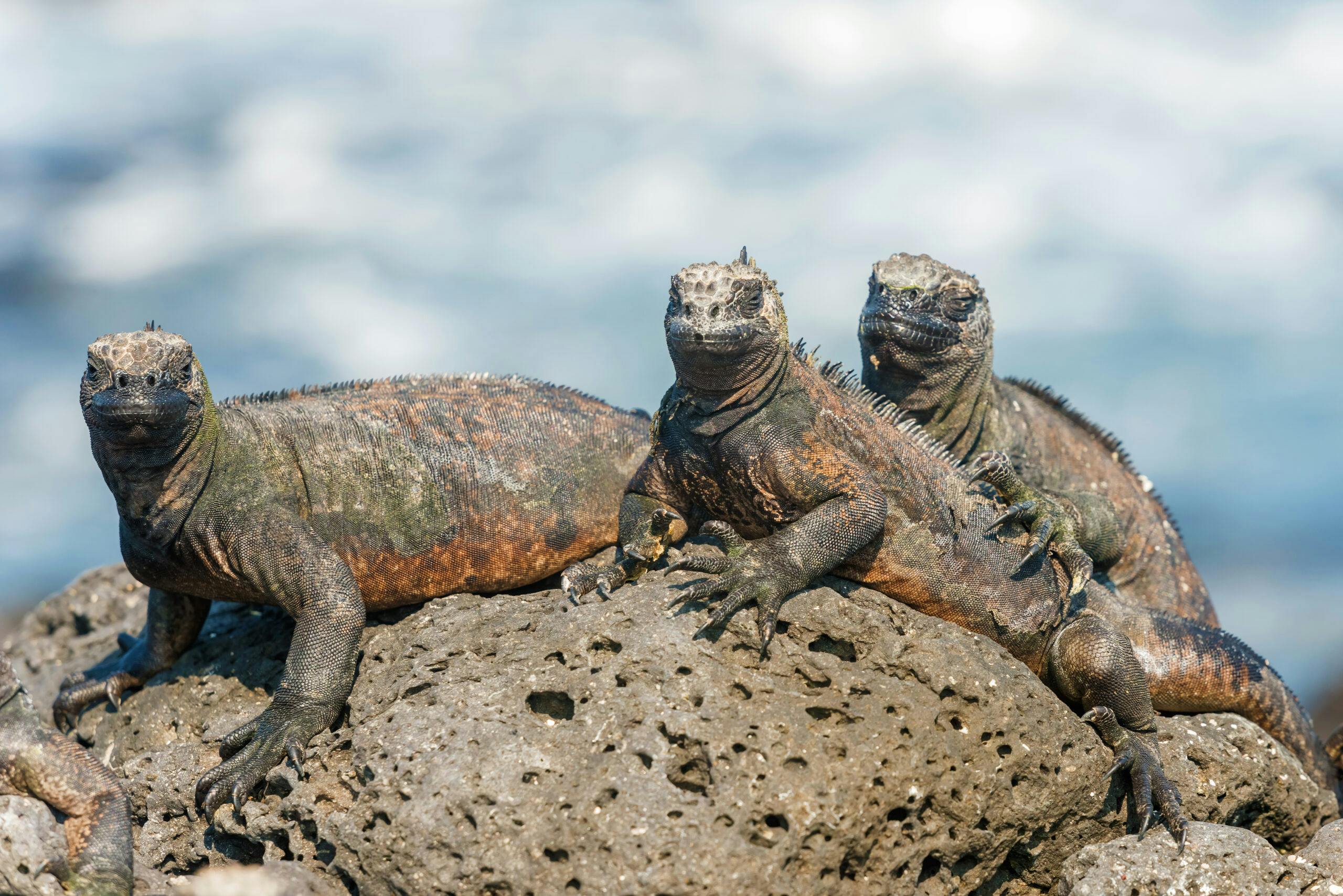 Besuchen Sie Ecuador und Galapagosinseln