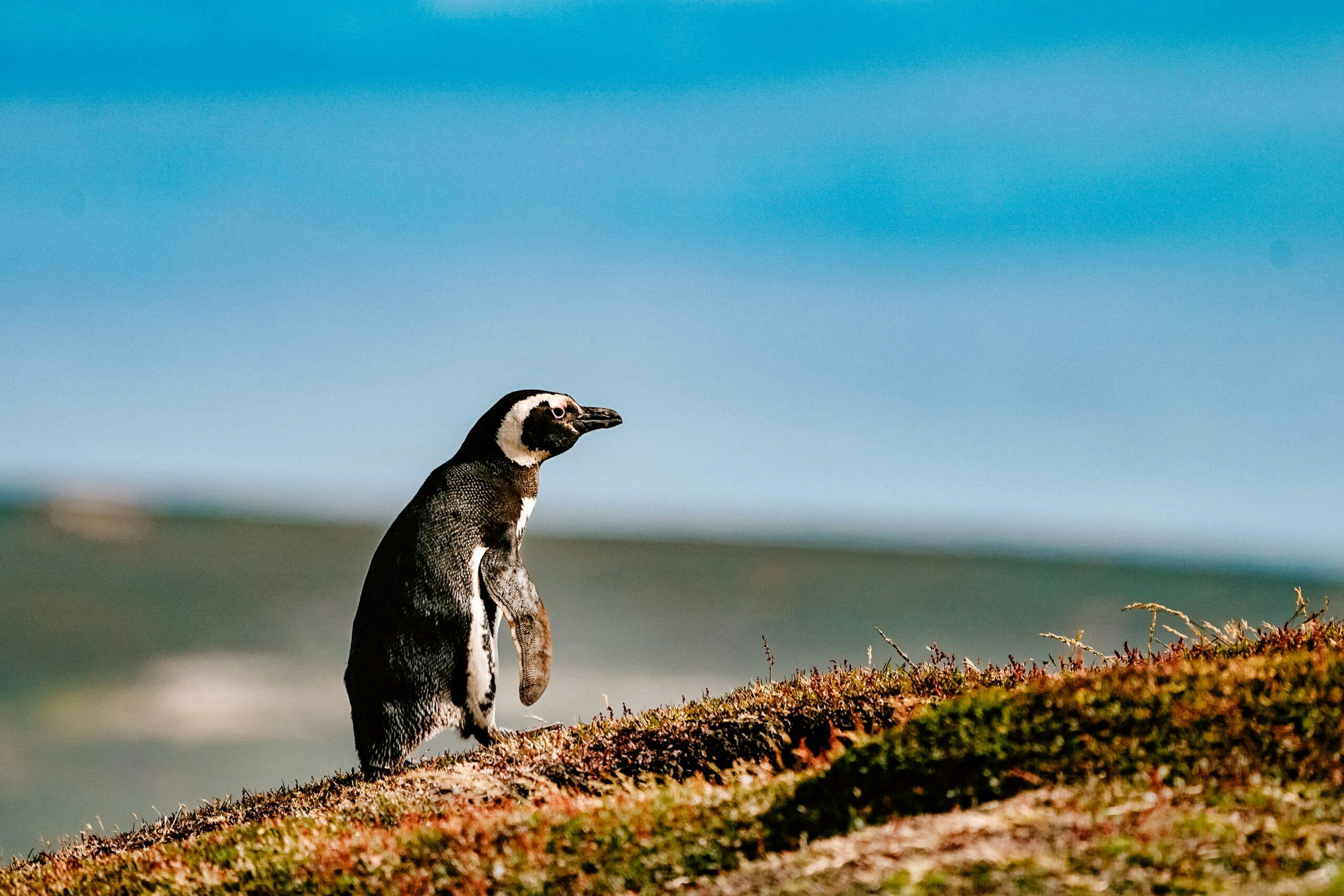 We're reimagining a fairer way to visit Falkland Islands