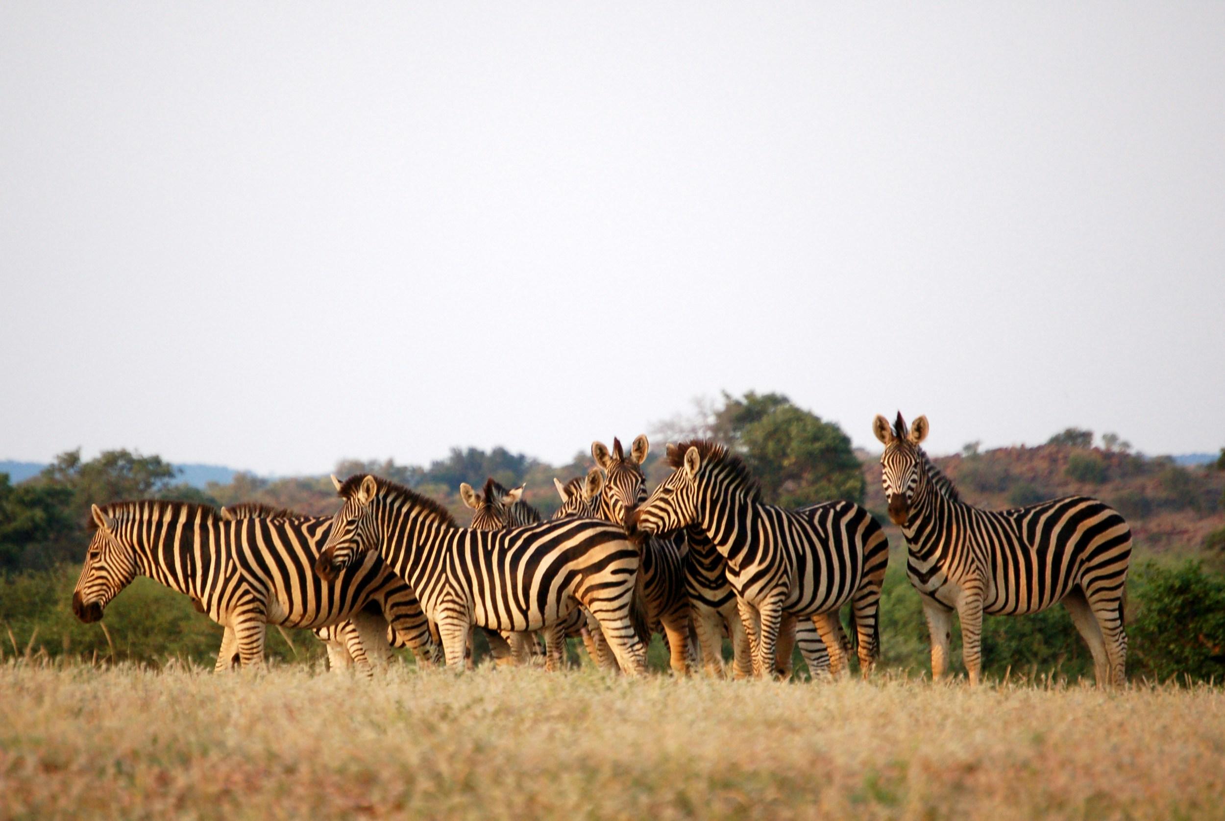 Besuchen Sie Botswana